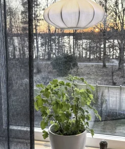 Aneta Lighting Vinduslampe Mamsell