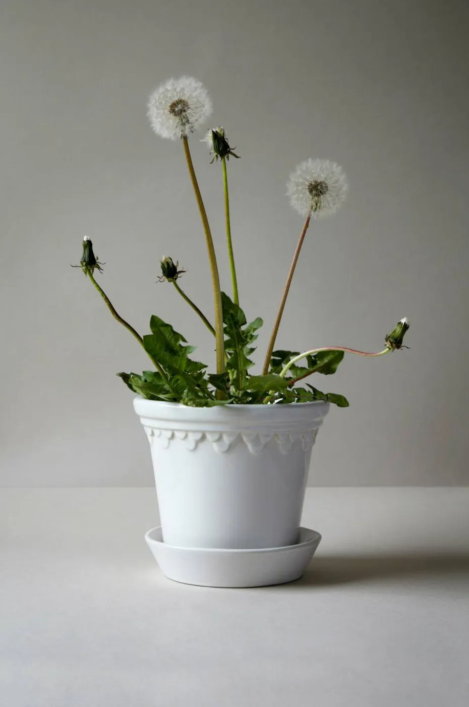 Bergs Potter Københavner Glazed, Ø 12 cm, Sett