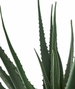 House Nordic Aloe vera
