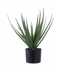House Nordic Aloe vera