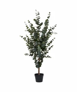 House Nordic Eukalyptus tre