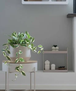 House Nordic Hoya Carnosa