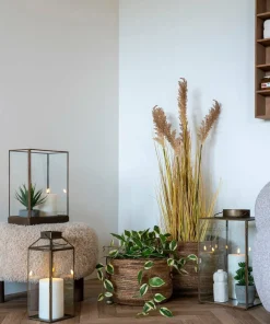 House Nordic Hoya Carnosa