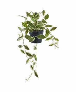 House Nordic Hoya Carnosa