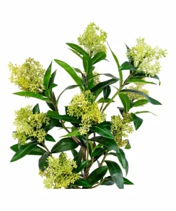 House Nordic Skimmia