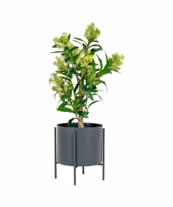 House Nordic Skimmia