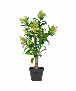 House Nordic Skimmia