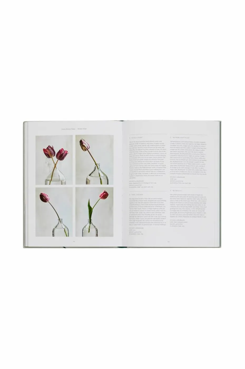 New Mags Coffee Table Book - The Tulip Garden