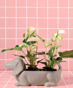 Wikholm Form Jacky Planter for hund