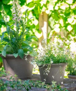 Wikholm Form Majvor Planter